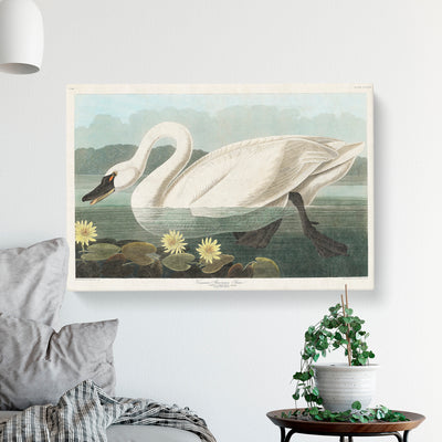 American Swan By John James Audubon