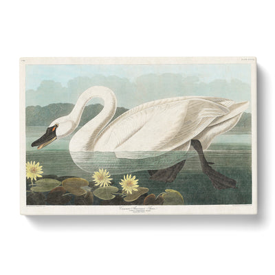 American Swan By John James Auduboncan Canvas Print Main Image
