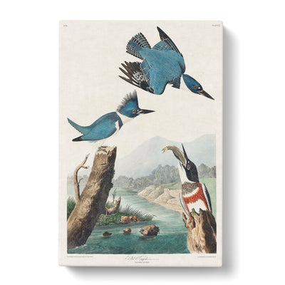 Belted Kingfishers By John James Auduboncan Canvas Print Main Image
