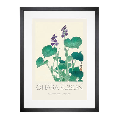 Blooming Hosta Flower Print By Ohara Koson Framed Print Main Image