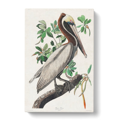 Brown Pelican By John James Auduboncan Canvas Print Main Image