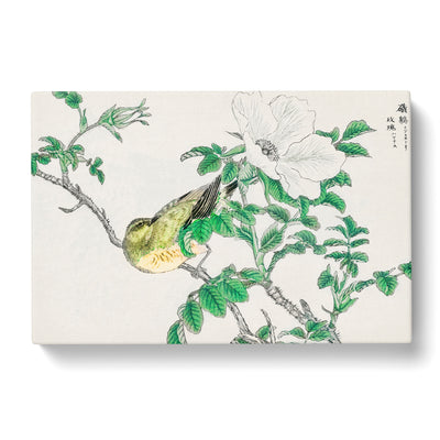 Brown Eared Bulbul Bird & White Wild Rose By Numata Kashu Canvas Print Main Image