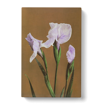 Purple Irises By Kazumasa Ogawa Canvas Print Main Image