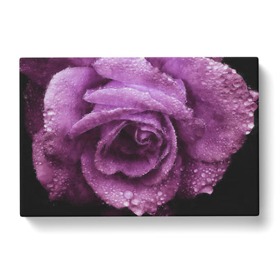 Purple Rose Flower Vol.1 Paintingcan Canvas Print Main Image