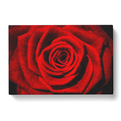 Red Rose Flower Vol.5 Painting Canvas Print Main Image