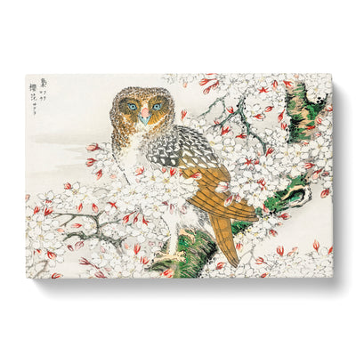 Short Eared Owl & Cherry Flower By Numata Kashu Canvas Print Main Image