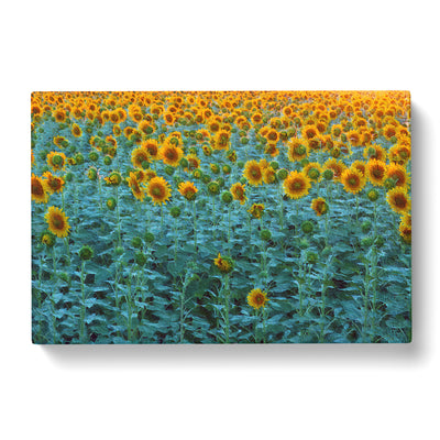 Sunflowers Soon To Bloom Canvas Print Main Image