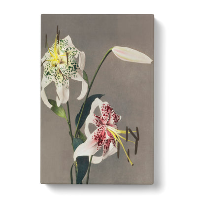 Three White Lilies By Kazumasa Ogawa Canvas Print Main Image
