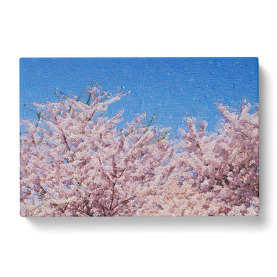 Top Of A Pink Cherry Blossom Tree Canvas Print Main Image