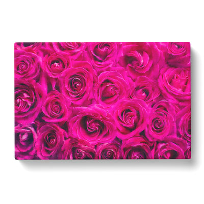 Wall Of Bright Pink Roses Painting Canvas Print Main Image