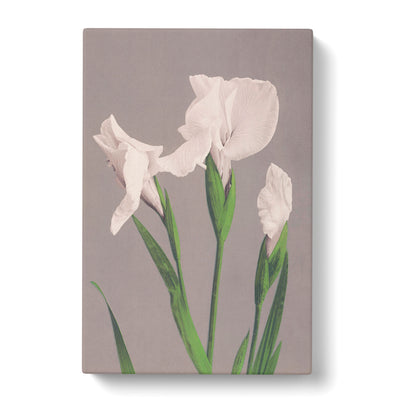 White Irises By Ogawa Kazumasa Canvas Print Main Image
