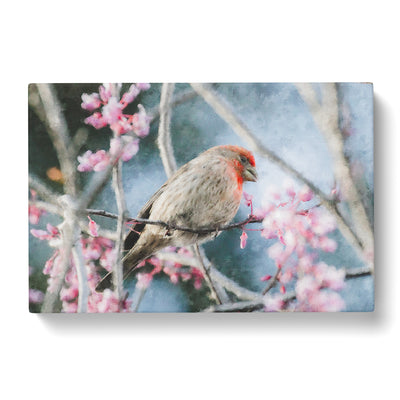 A House Finch Bird Painting Canvas Print Main Image