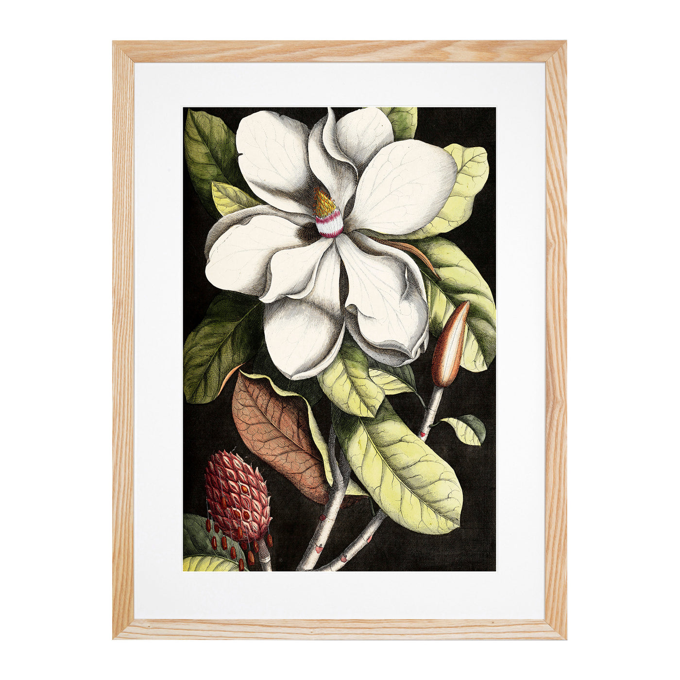 A Laurel Magnolia Tree By Mark Catesby