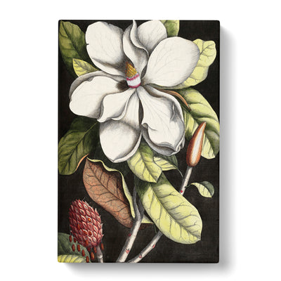 A Laurel Magnolia Tree By Mark Catesby Canvas Print Main Image