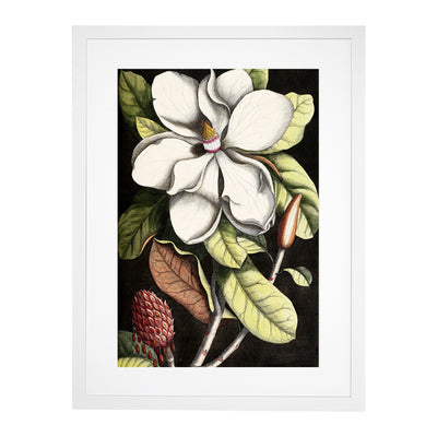 A Laurel Magnolia Tree By Mark Catesby