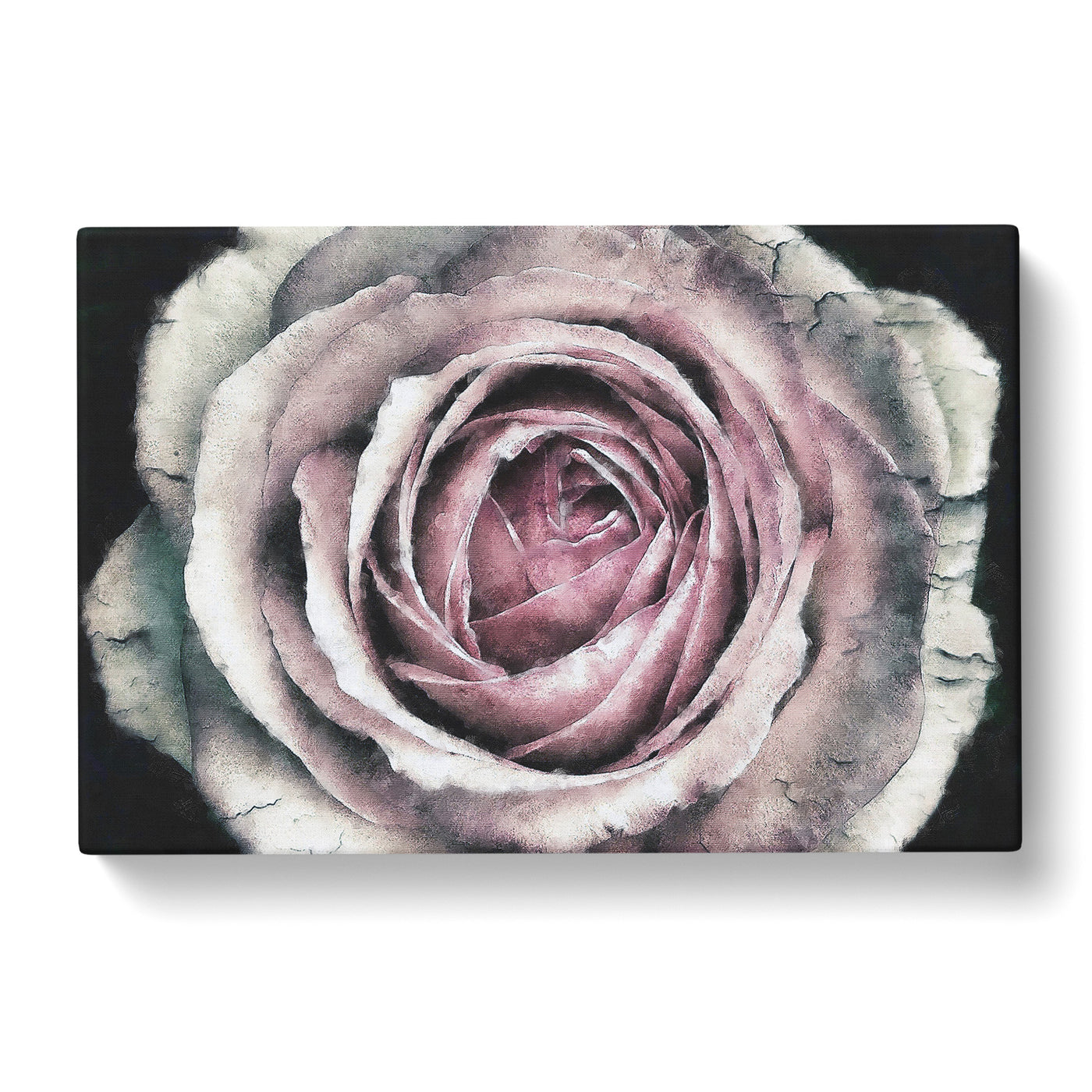 A Pale Pink Rose Paintingcan Canvas Print Main Image