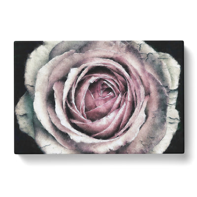 A Pale Pink Rose Paintingcan Canvas Print Main Image