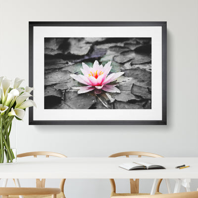 A Pale Pink Water Lily