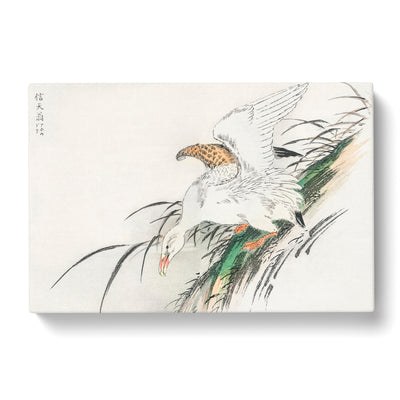 Albatross By Numata Kashu Canvas Print Main Image