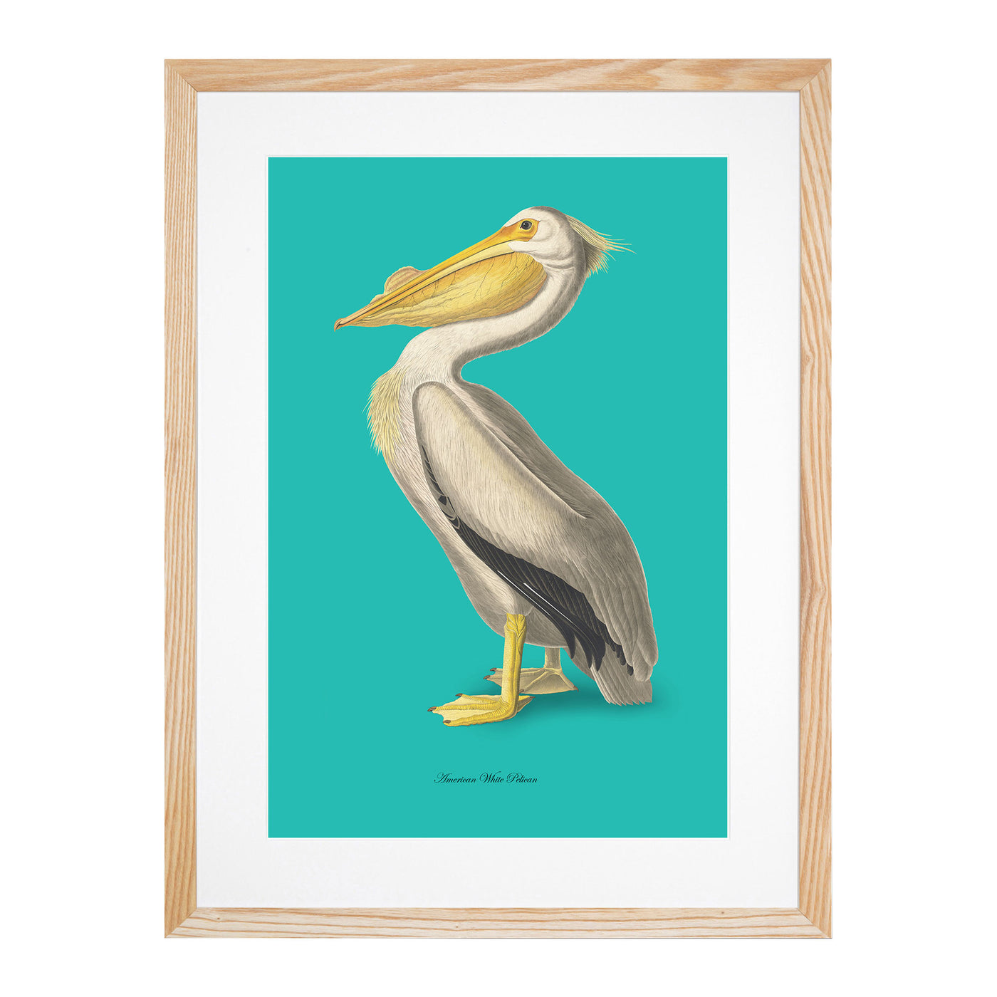 American Pelican in Teal By John James Audubon