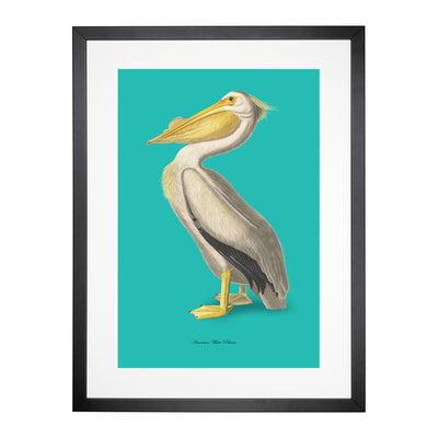 American Pelican In Teal By John James Audubon Framed Print Main Image