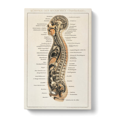 Anatomy Chart In Germancan Canvas Print Main Image
