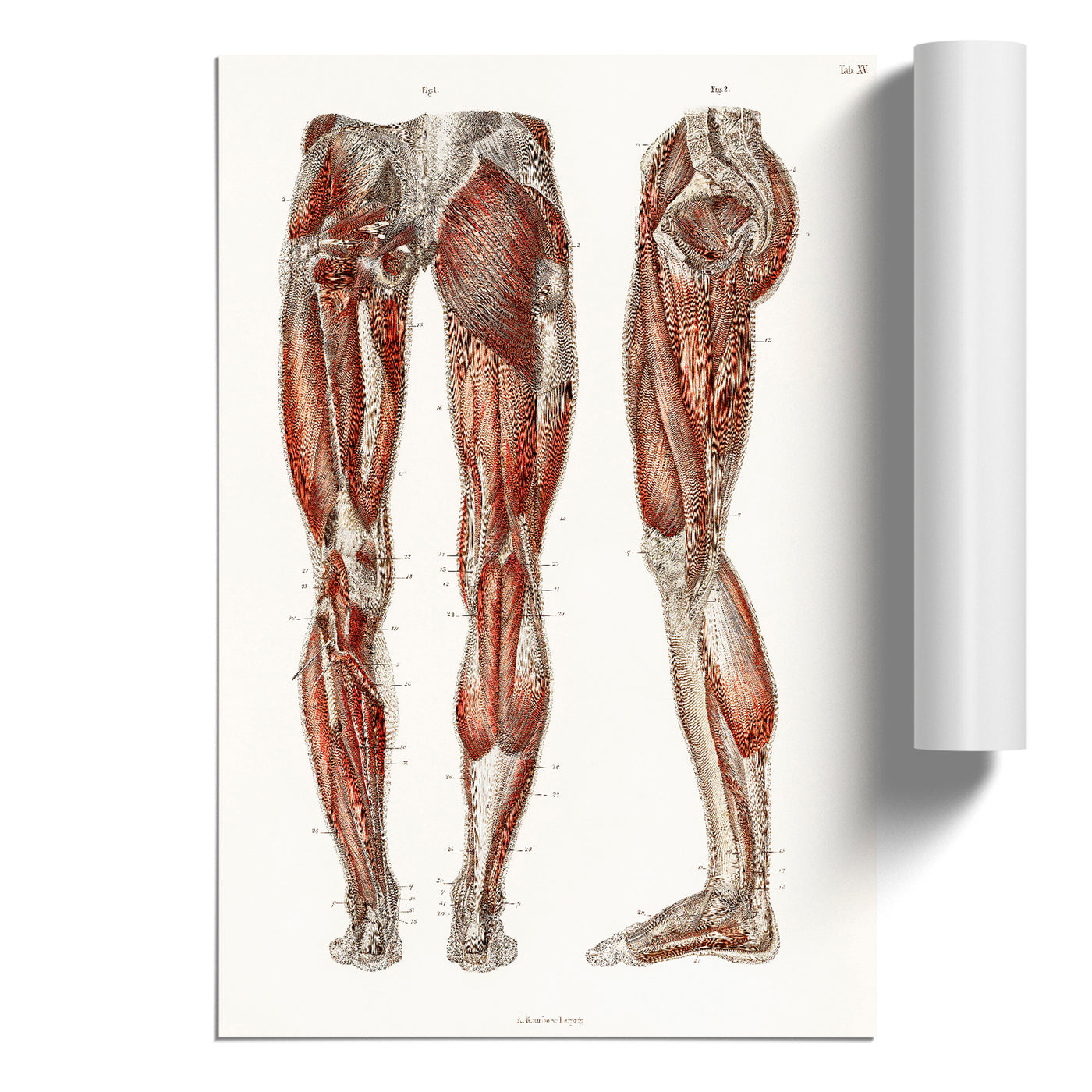 Anatomy Of The Leg Muscles By Carl Ernst Bock
