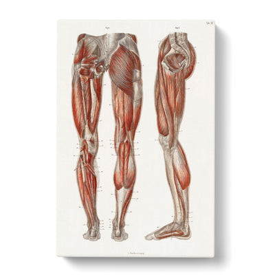 Anatomy Of The Leg Muscles By Carl Ernst Bockcan Canvas Print Main Image