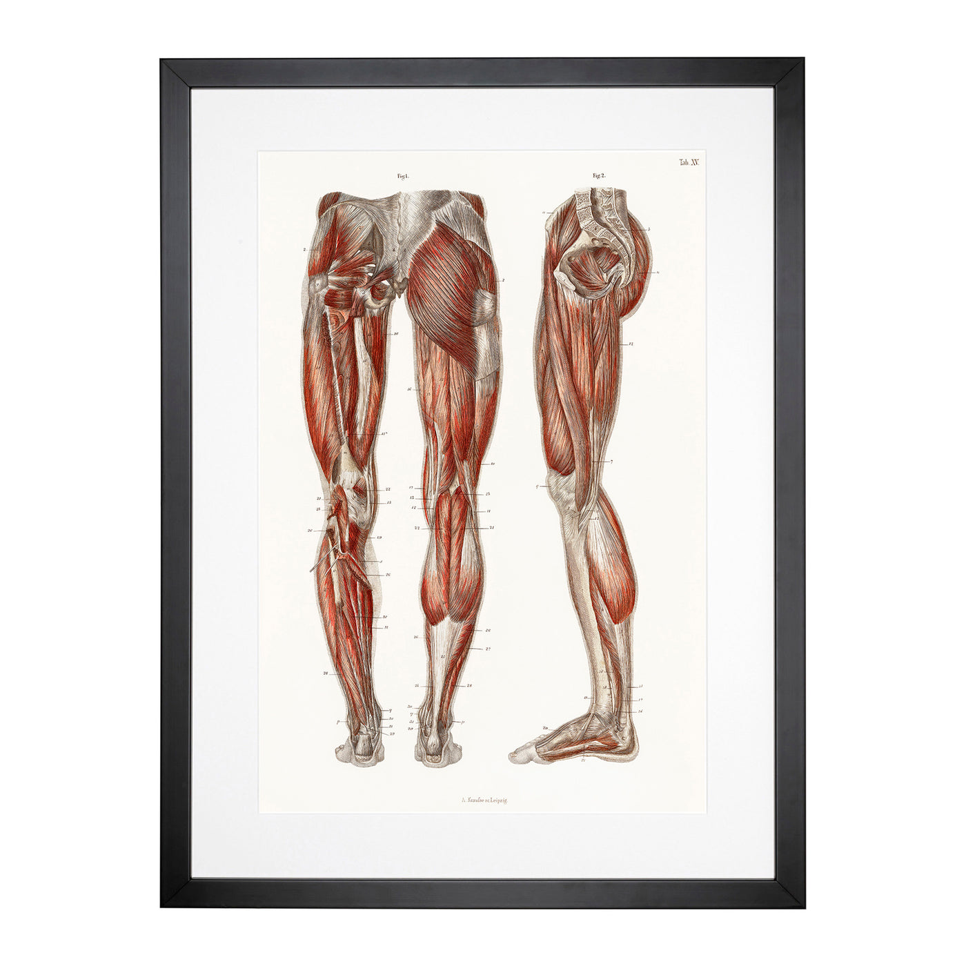 Anatomy Of The Leg Muscles By Carl Ernst Bock