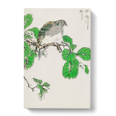 Barbary Dove & Oak Tree By Numata Kashu Canvas Print Main Image