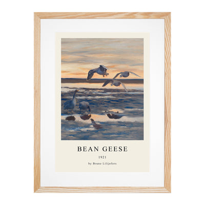 Bean Geese Shedding Print By Bruno Liljefors
