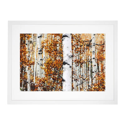 Birch Trees In Autumn