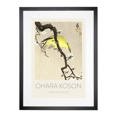 Chinese Oriole Bird On A Plum Blossom Print By Ohara Koson Framed Print Main Image