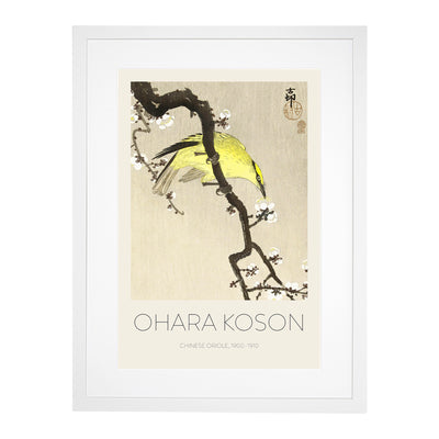 Chinese Oriole Bird On A Plum Blossom Print By Ohara Koson