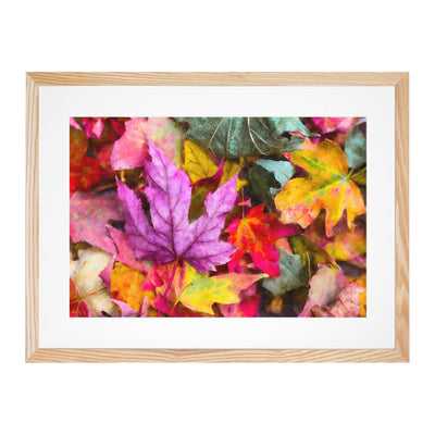 Colourful Autumn Leaves