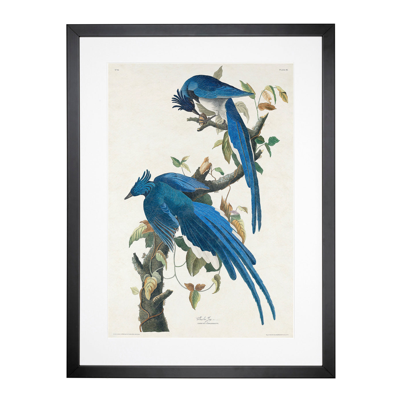 Columbia Jay By John James Audubon