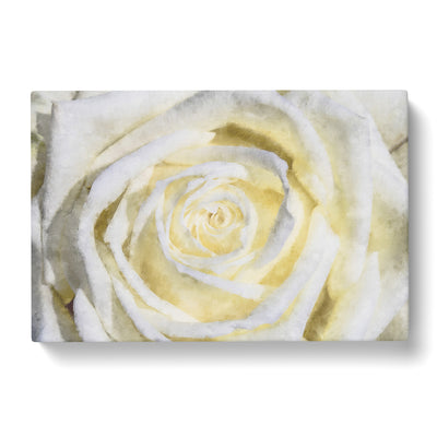 Crisp White Rose Painting Canvas Print Main Image