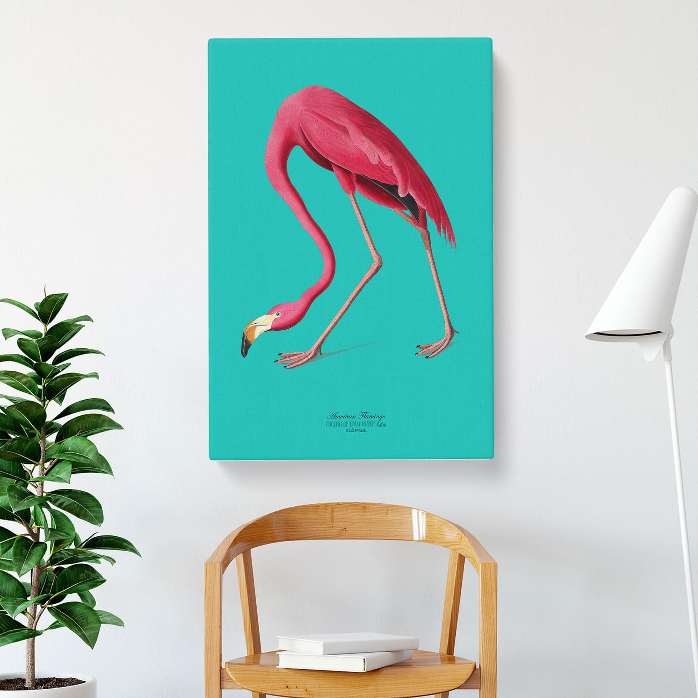 Flamingo In Teal By John James Audubon