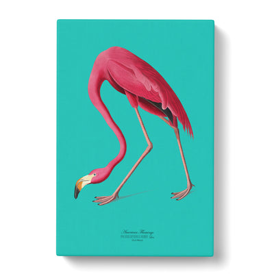 Flamingo In Teal By John James Audubon Canvas Print Main Image
