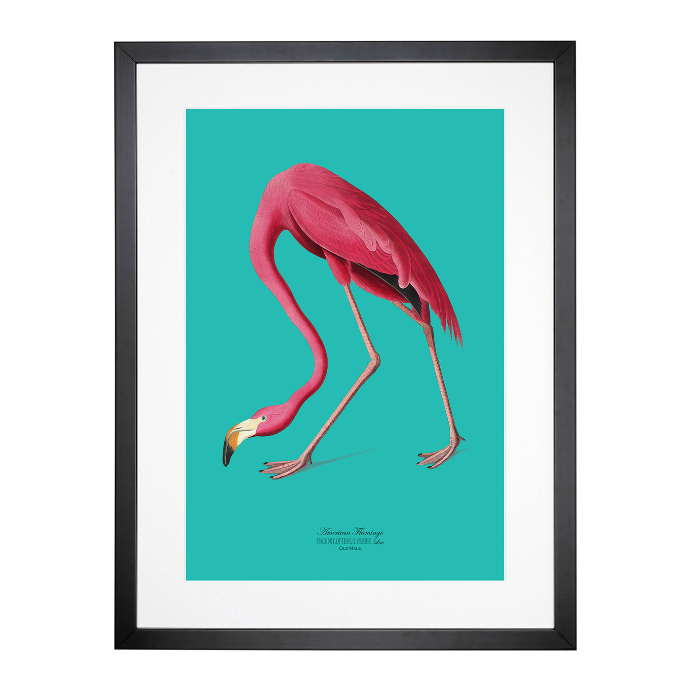 Flamingo In Teal By John James Audubon Framed Print Main Image