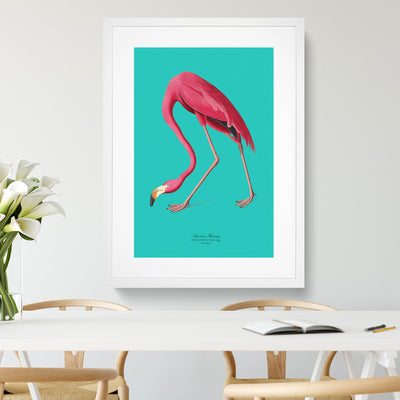 Flamingo in Teal By John James Audubon