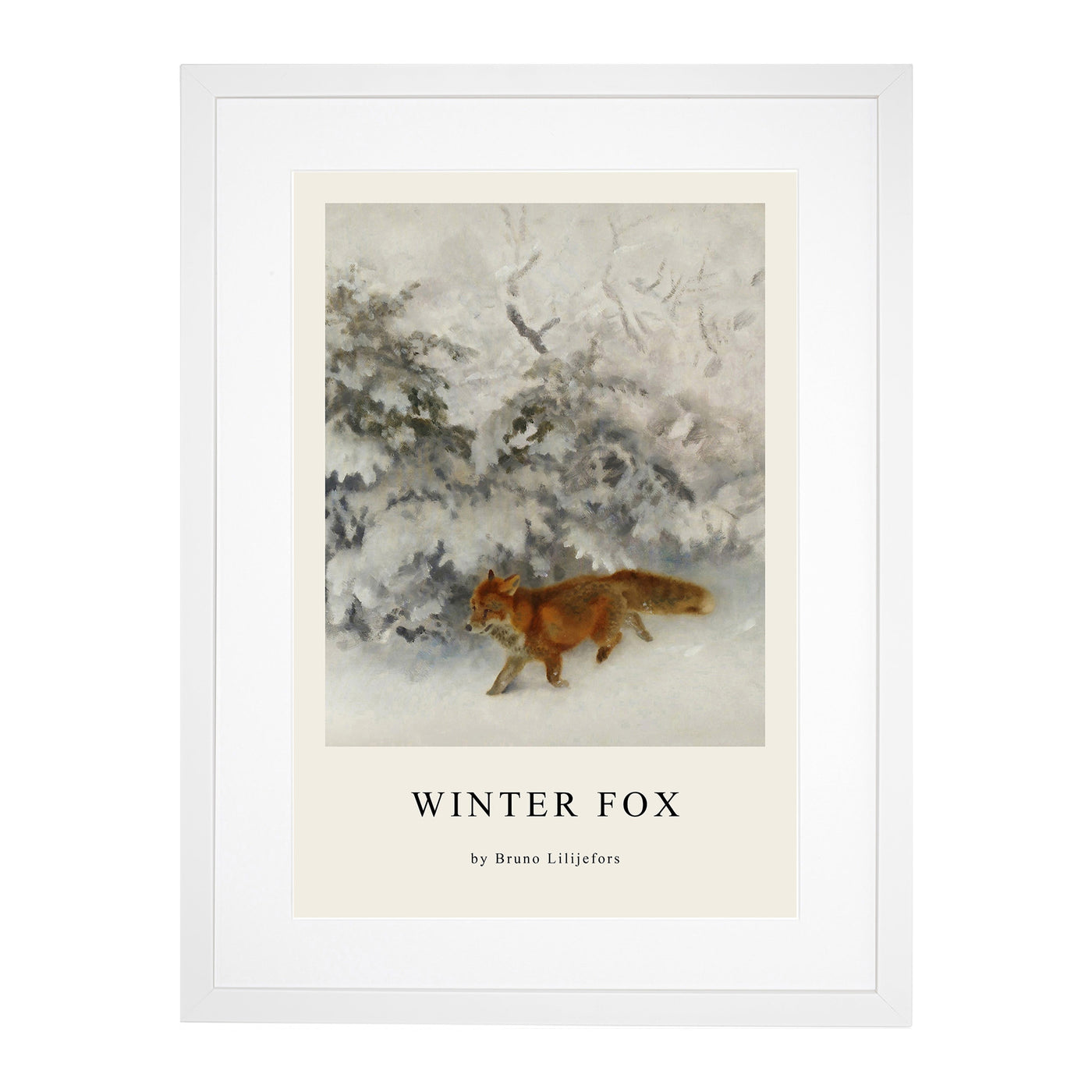 Fox In The Snow Vol.4 Print By Bruno Liljefors