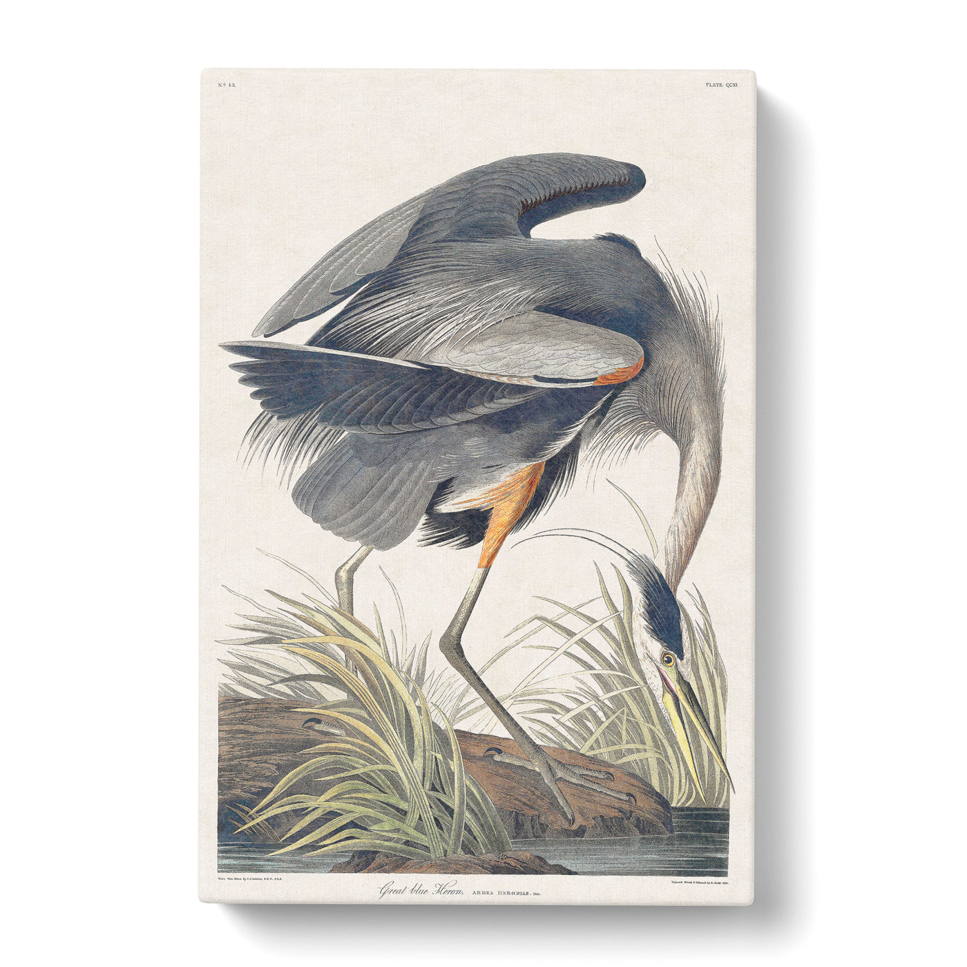 Great Blue Heron By John James Auduboncan Canvas Print Main Image