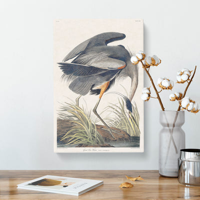 Great Blue Heron By John James Audubon