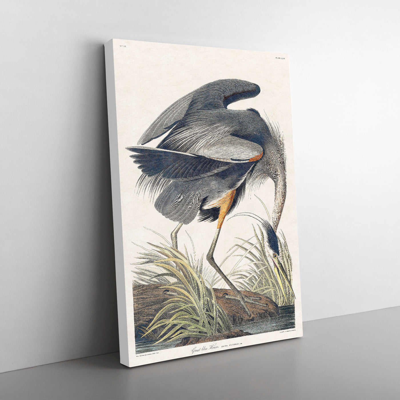 Great Blue Heron By John James Audubon