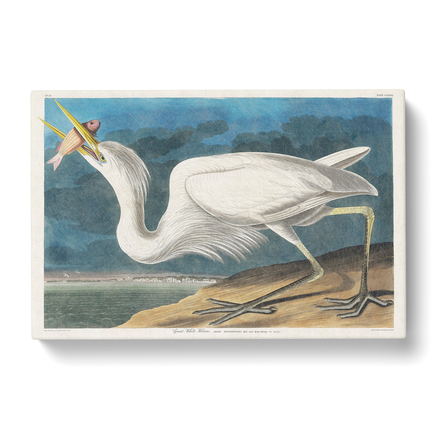 Great White Heron By John James Auduboncan Canvas Print Main Image