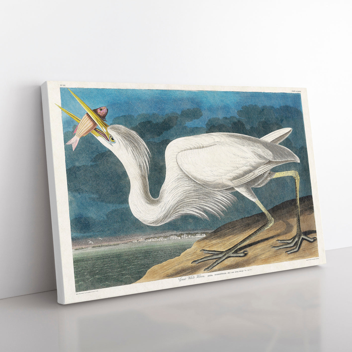 Great White Heron By John James Audubon