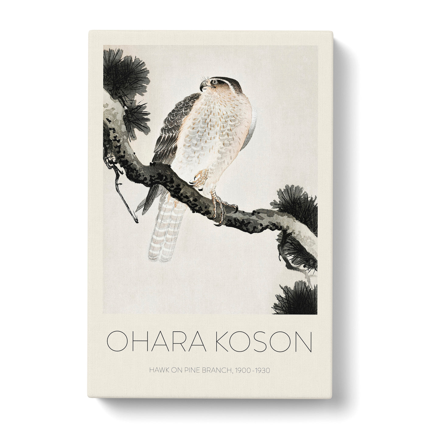 Hawk On A Pine Branch Print By Ohara Koson Canvas Print Main Image