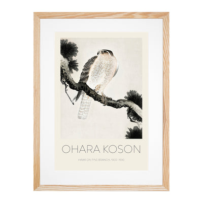 Hawk On A Pine Branch Print By Ohara Koson