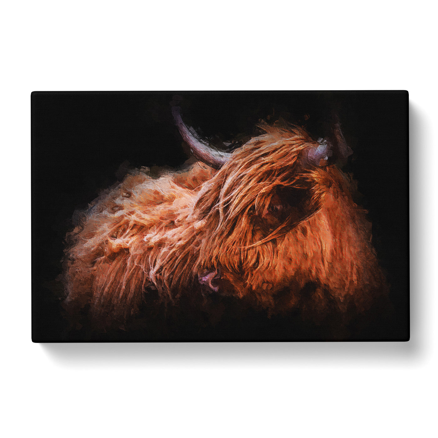 Highland Cow In The Shadows Canvas Print Main Image